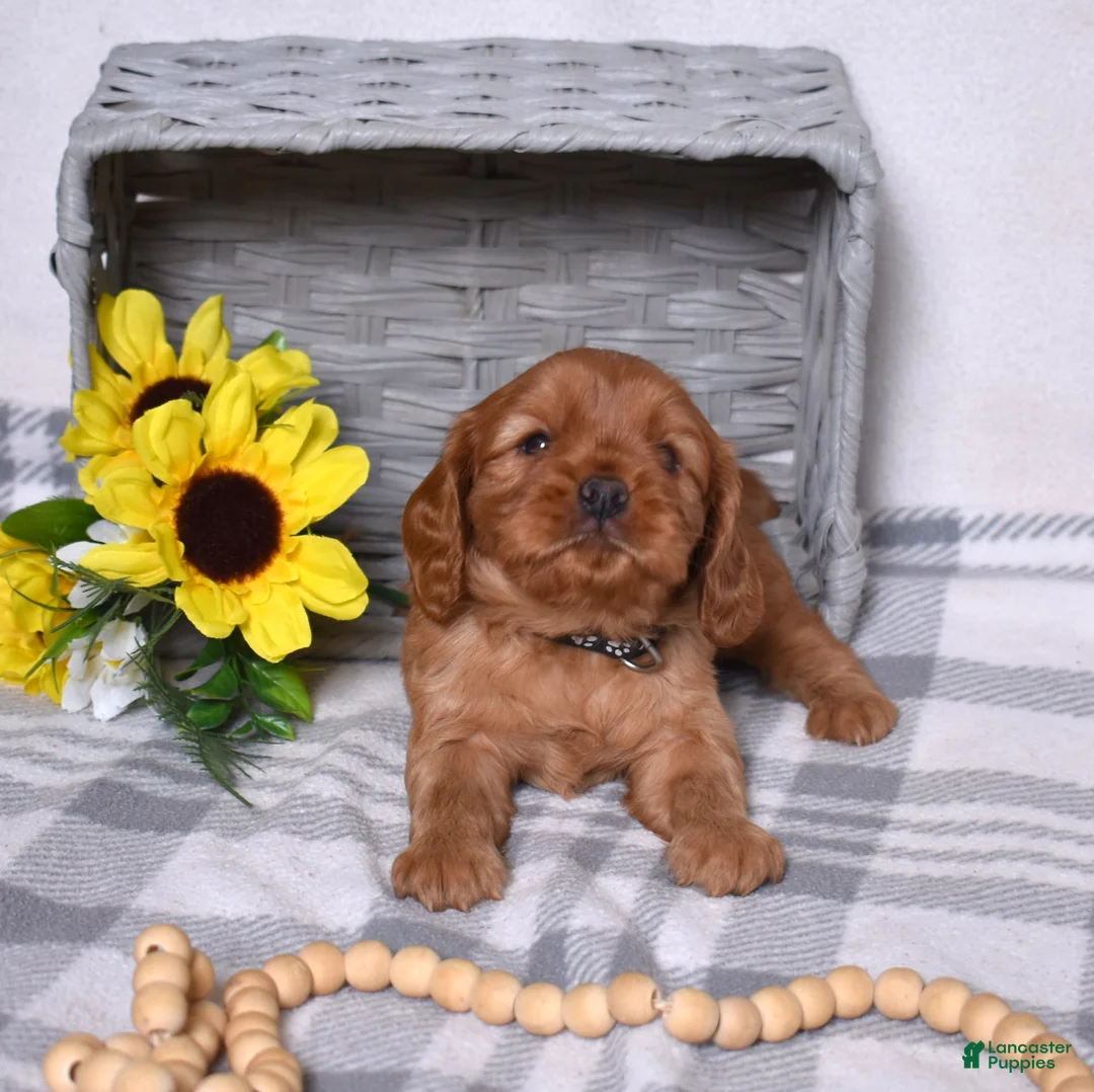 Cavalier King Charles Spaniel dogs for sale: Charlie  - Ad 2