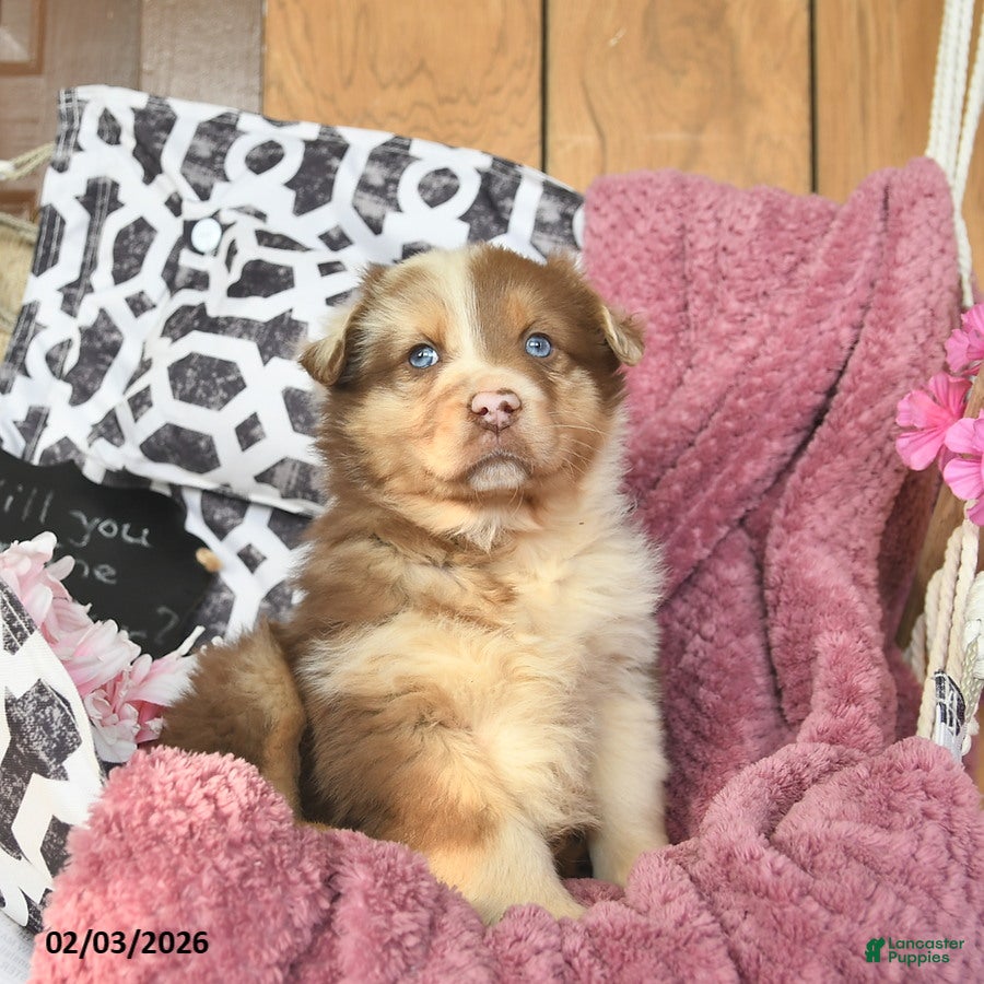 Australian Shepherd dogs Mercy  - Ad 2