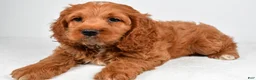 Cockapoo dogs for sale: Gabriella - Ad 2