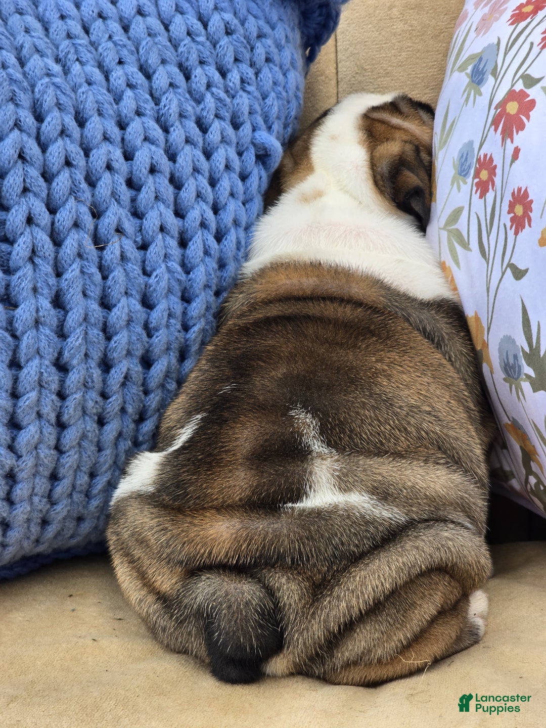 English Bulldog dogs for sale: Bubbles - Ad 8