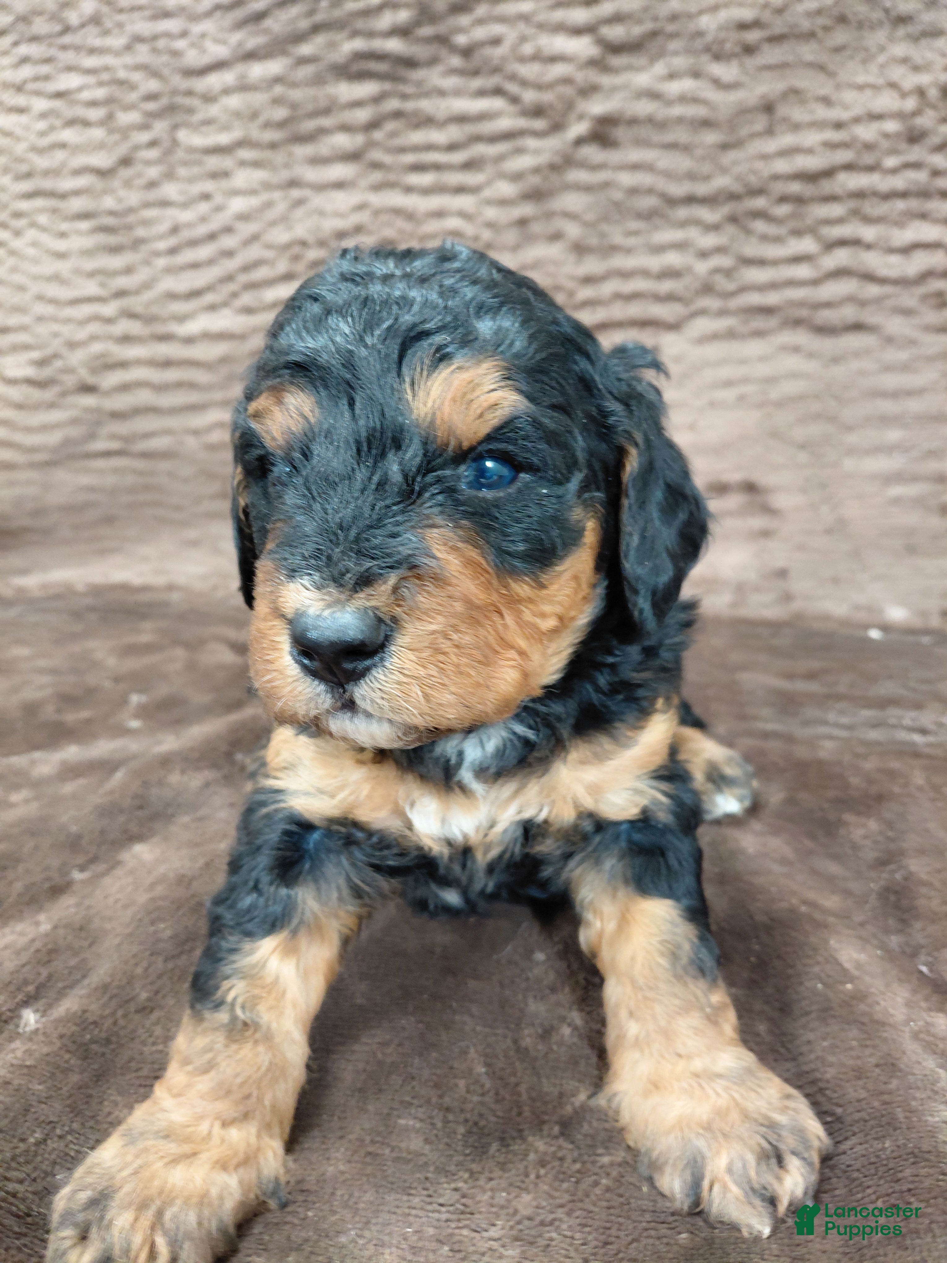 Bernedoodle dogs Bear - Ad 23