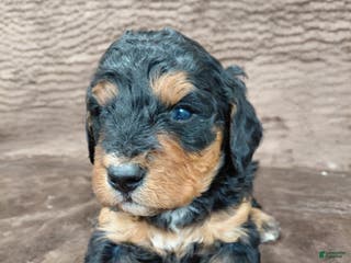 Bernedoodle dogs Bear - Ad 23
