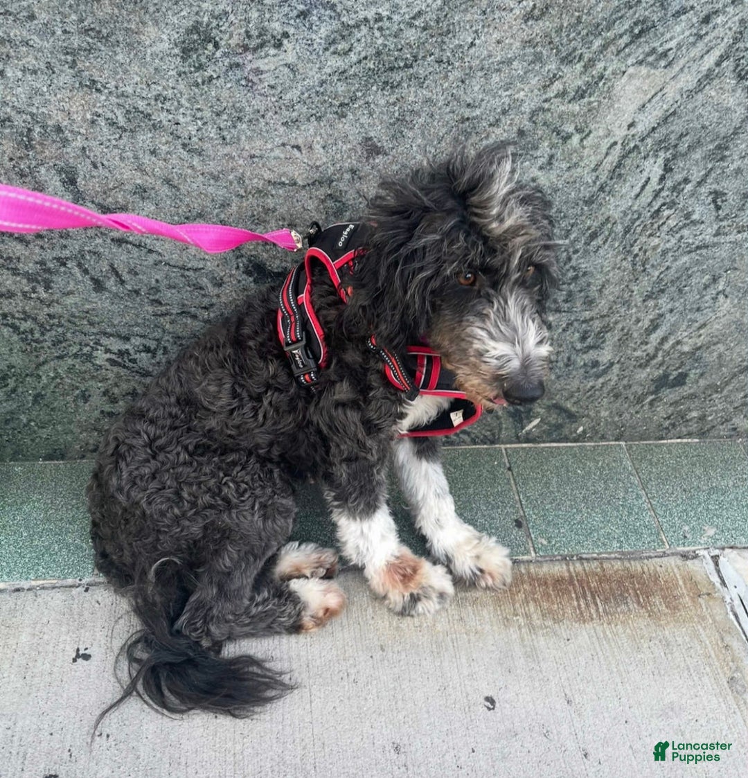 Aussiedoodle dogs for sale: Andera  Anna - Ad 2