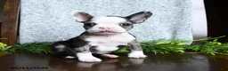Boston Terrier dogs for sale: Emma - Ad 1