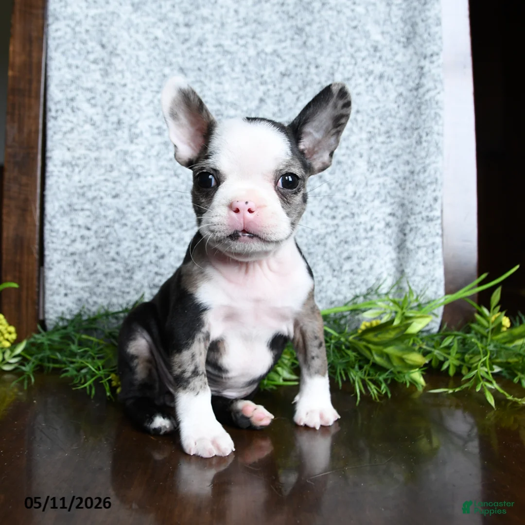Boston Terrier dogs for sale: Emma - Ad 1
