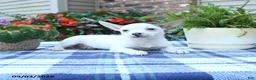 Jack Russell Terrier dogs for sale: Sonja - Ad 5