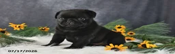 Pug dogs for sale: Kenya - Ad 5