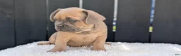French Bulldog dogs for sale: Yeti - Ad 34