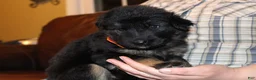 German Shepherd dogs for sale: Freida, Orange collar - Ad 5