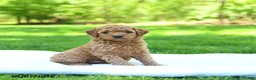 Mini Goldendoodle dogs for sale: Precious - Ad 5