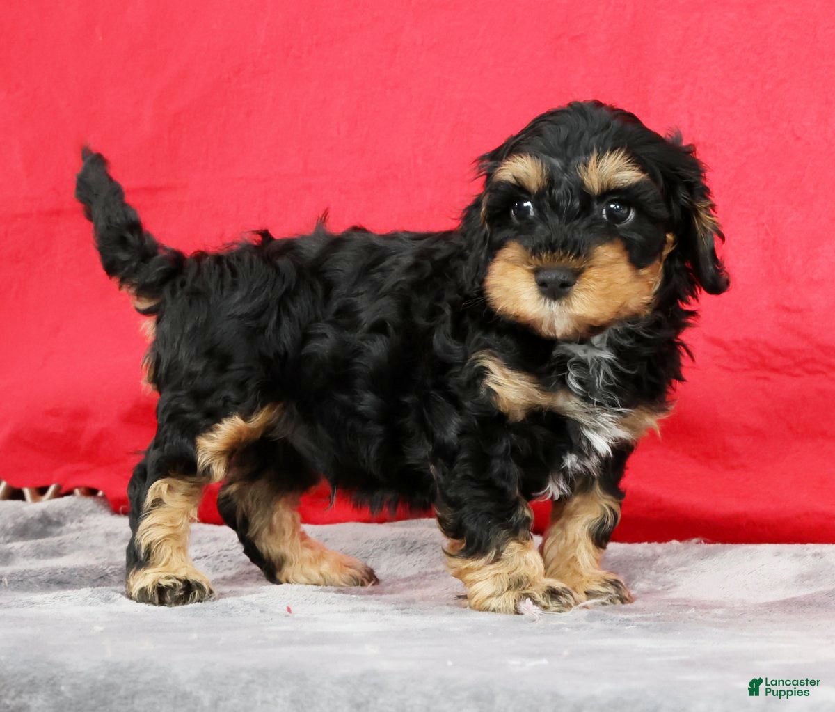 Cavapoo dogs Dusty - Ad 1