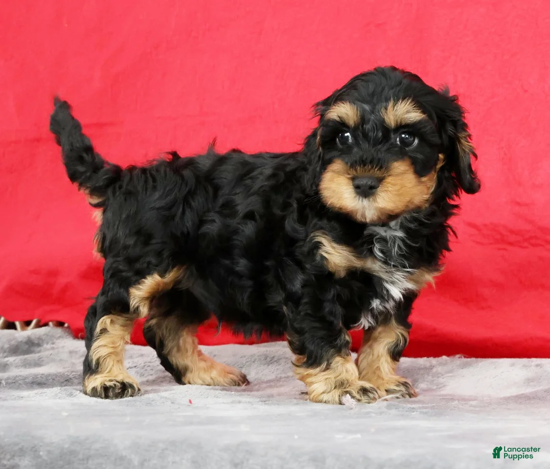 Cavapoo dogs for sale: Dusty - Ad 1