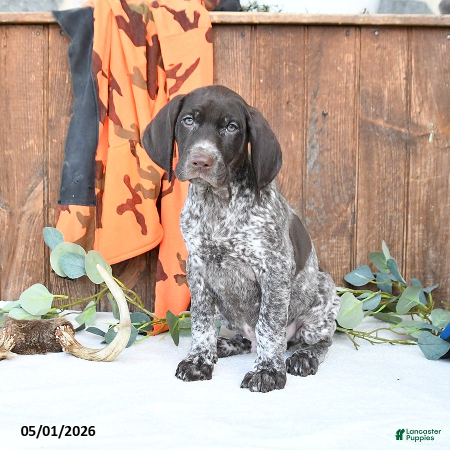 German Shorthaired Pointer dogs Master - Ad 2