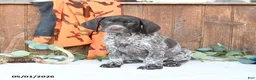 German Shorthaired Pointer dogs for sale: Master - Ad 2