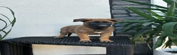 Belgian Malinois dogs for sale: Belgian Malinois Puppy Lola - Ad 1