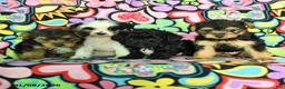 Yorkiepoo dogs for sale: Hope - Ad 5