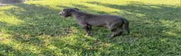 American Bully dogs for sale: American Bully 2 - Ad 3