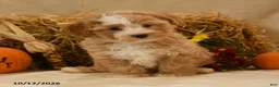 Maltipoo dogs for sale: Julian - Ad 5