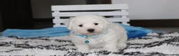 Bichon Frise dogs for sale: Karter  - Ad 7