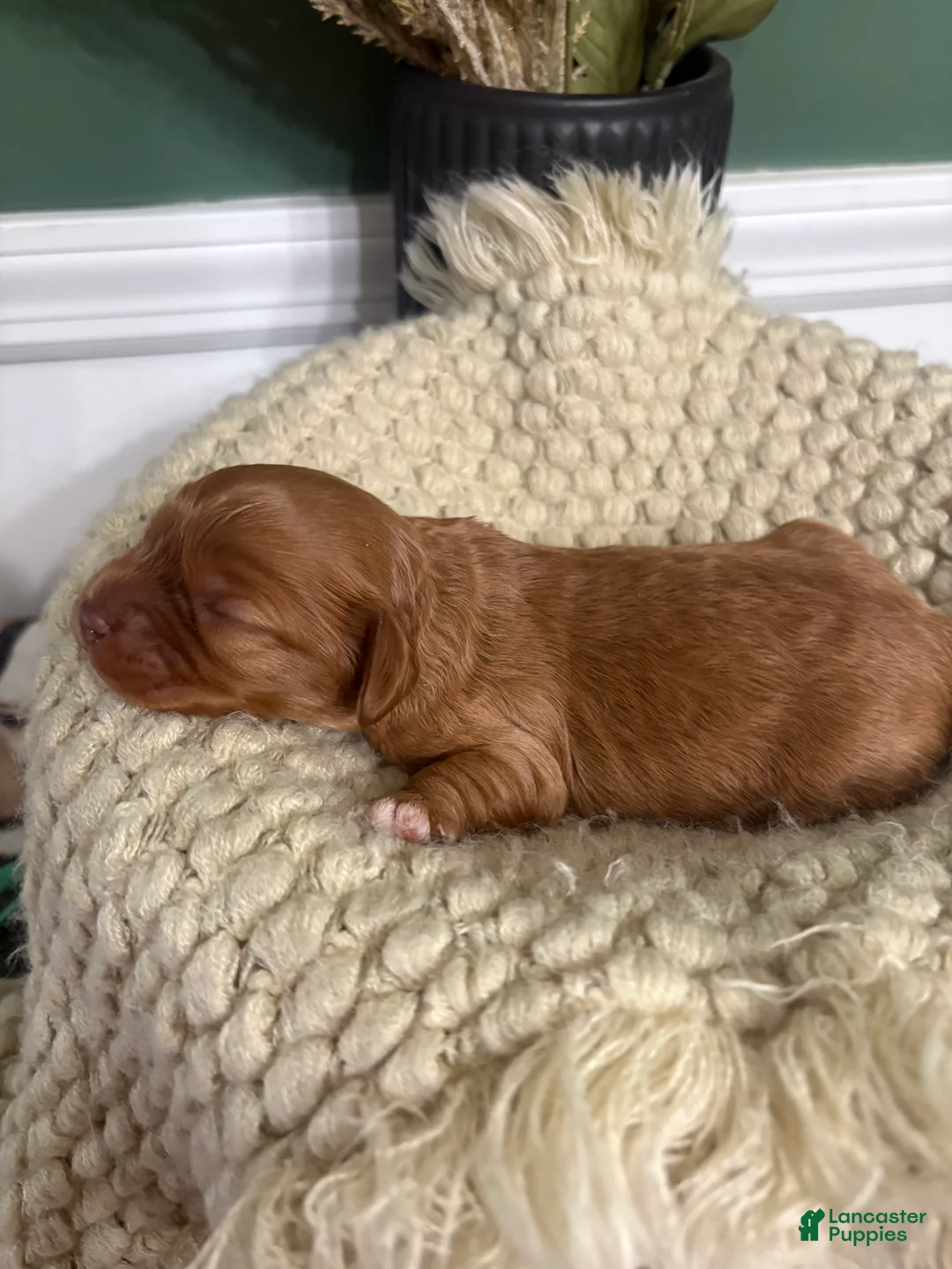 Cavapoo dogs for sale: Dallas - Ad 2