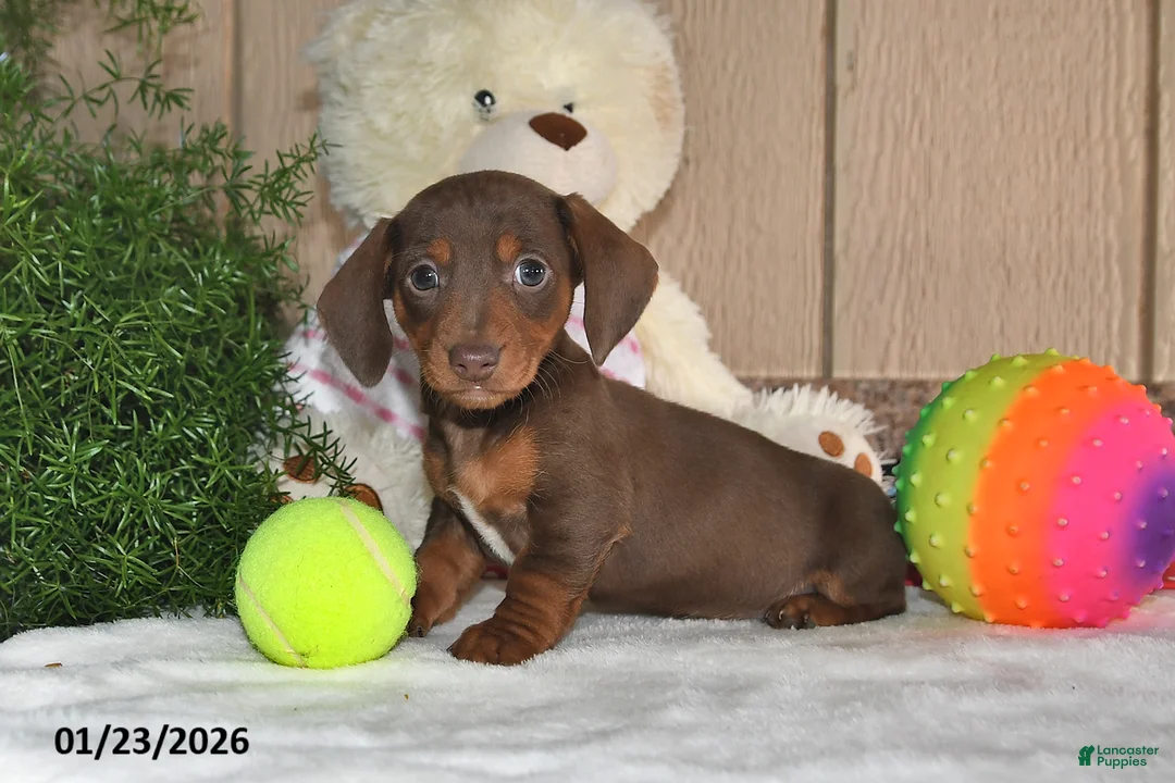 Miniature Dachshund dogs for sale: Koby - Ad 2