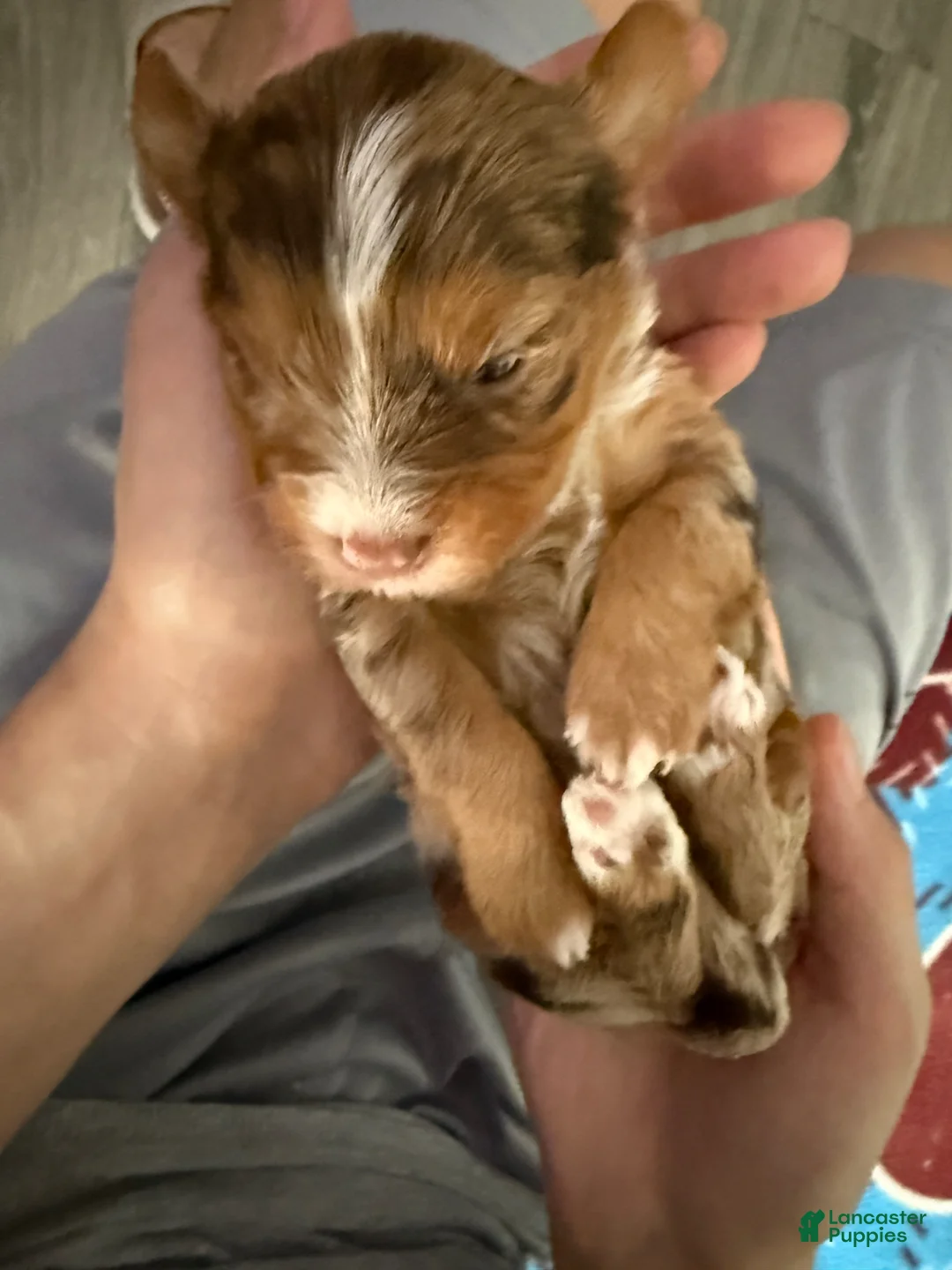 Yorkshire Terrier dogs for sale: Yorkshire Terrier Puppy 2 - Ad 1