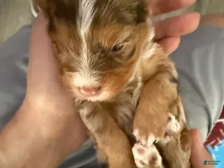 Yorkshire Terrier dogs Yorkshire Terrier Puppy 2 - Ad 10