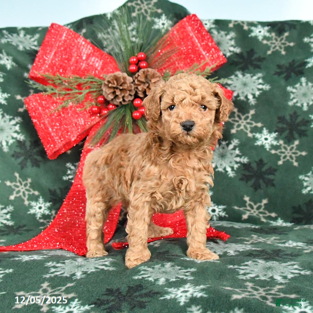 Toy Poodle dogs for sale: Rosie - Ad 2