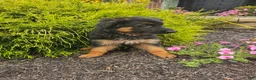 German Shepherd dogs for sale: Jenna - Ad 2