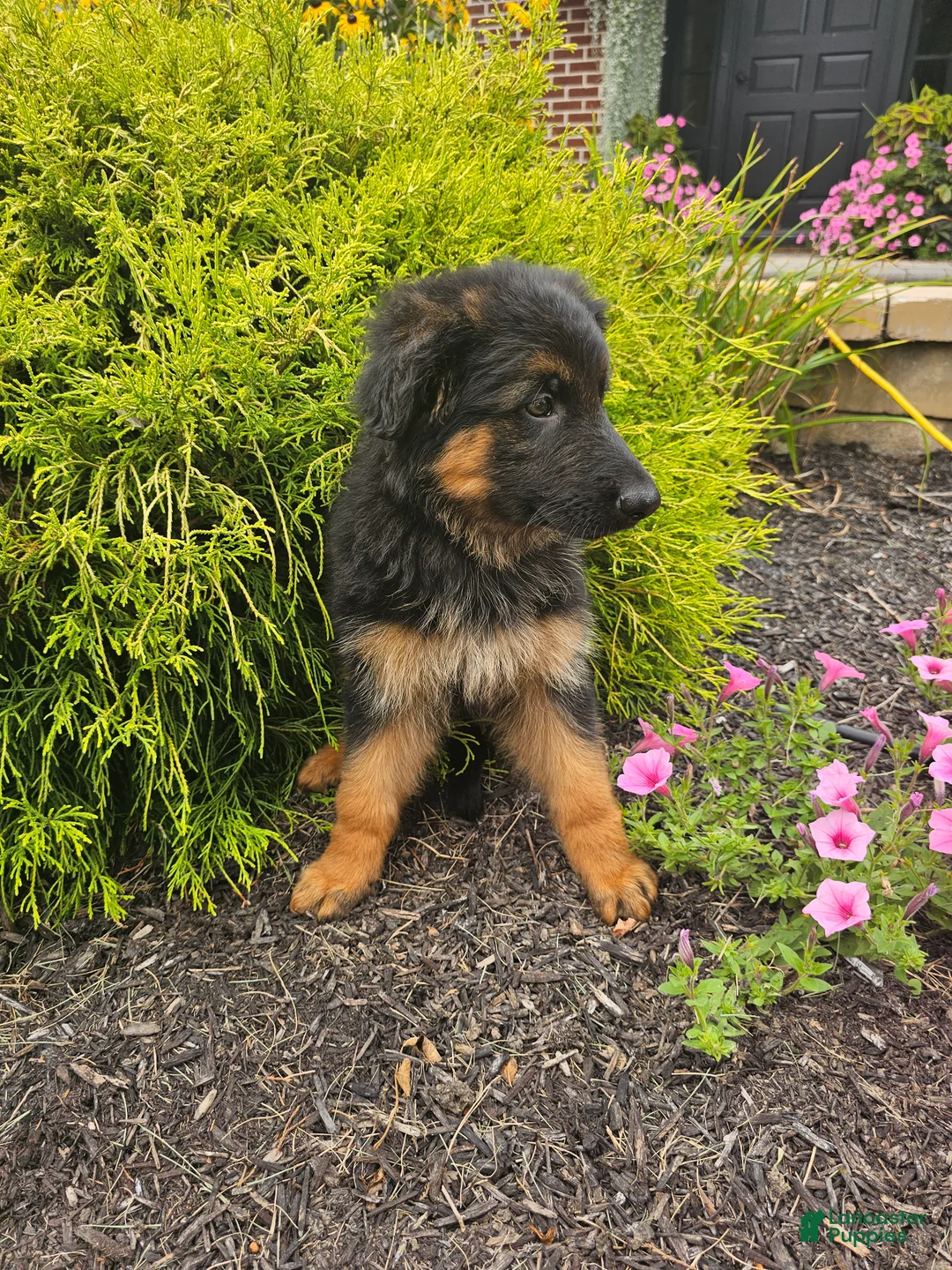 German Shepherd dogs for sale: Jenna - Ad 2