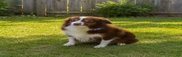 Miniature Australian Shepherd dogs for sale: Nero - Ad 9