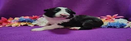 Border Collie dogs for sale: Macy - Ad 5