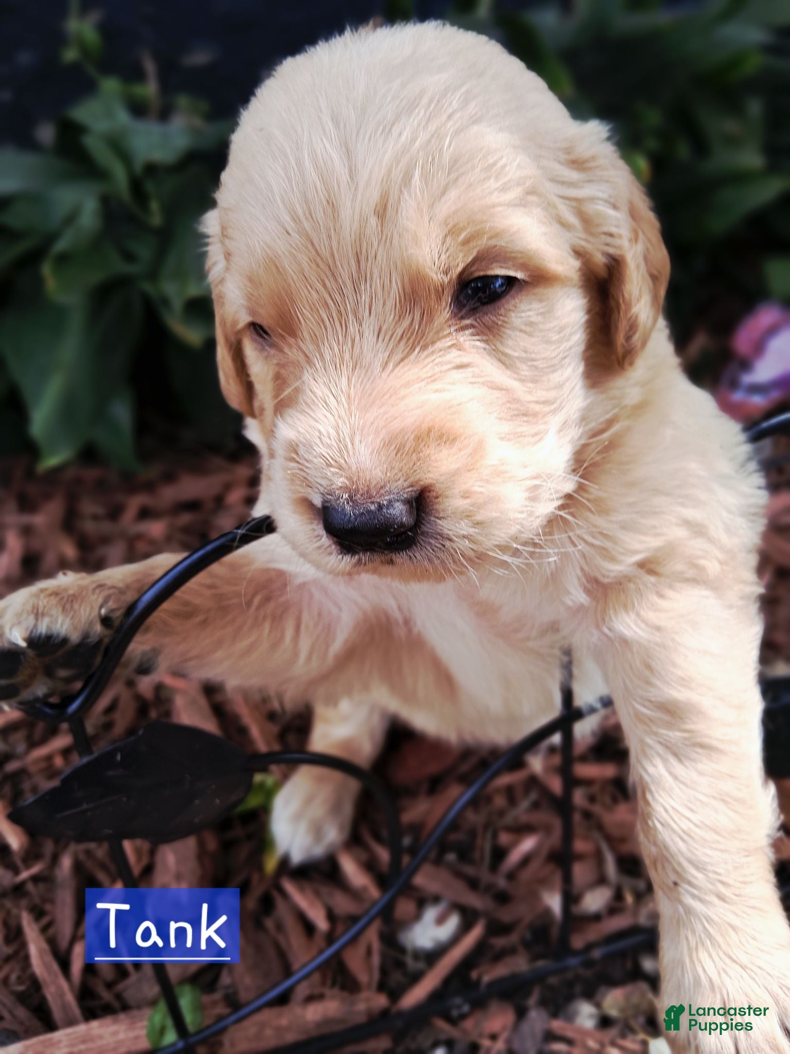 Golden Retriever dogs Golden Retriever 2 - Ad 29