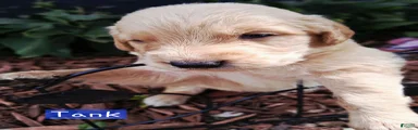 Golden Retriever 2