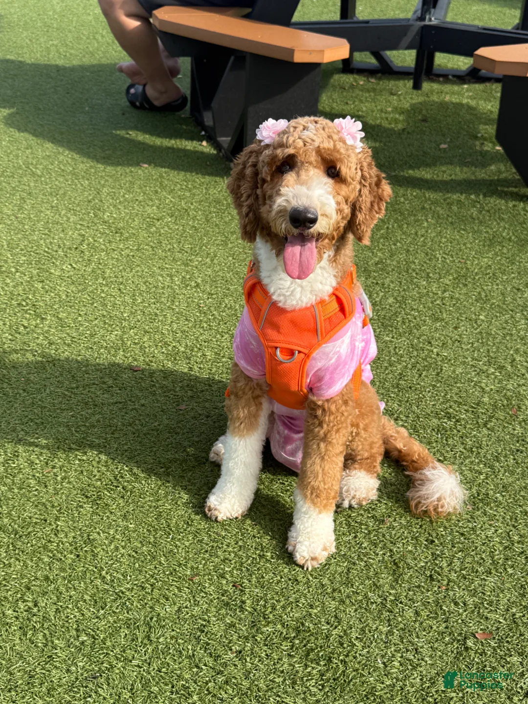 Mixed Breed dogs for sale: Luna 🐶 - Ad 5