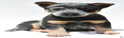 Australian Cattle Dog dogs for sale: Riley - Ad 1