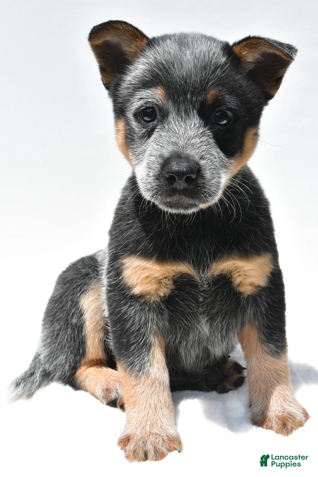 Australian Cattle Dog dogs for sale: Riley - Ad 1