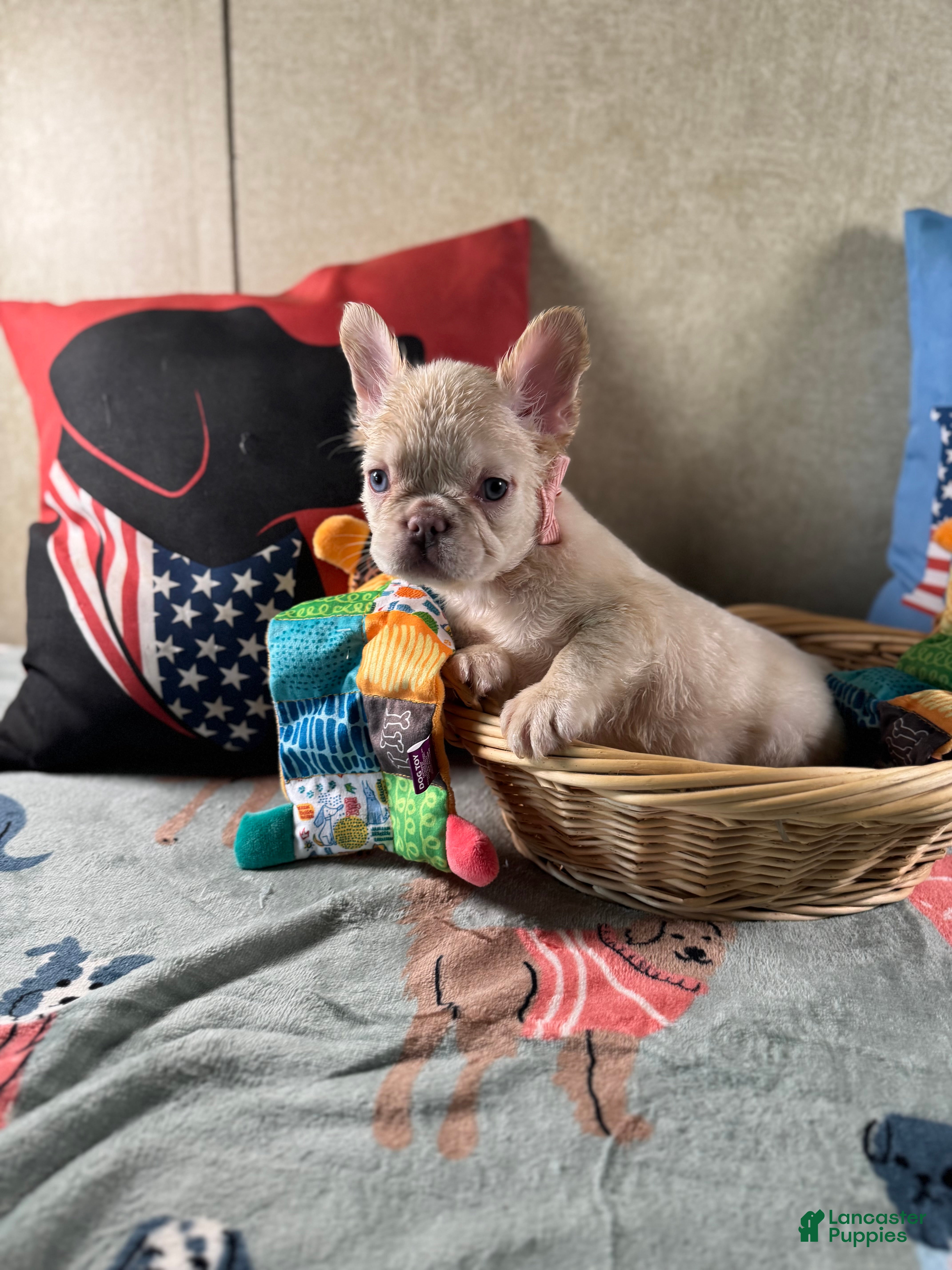 French Bulldog dogs French Bulldog Puppy 5 - Ad 26