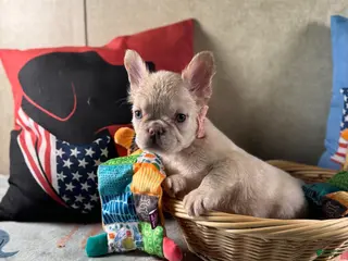 French Bulldog dogs French Bulldog Puppy 5 - Ad 22
