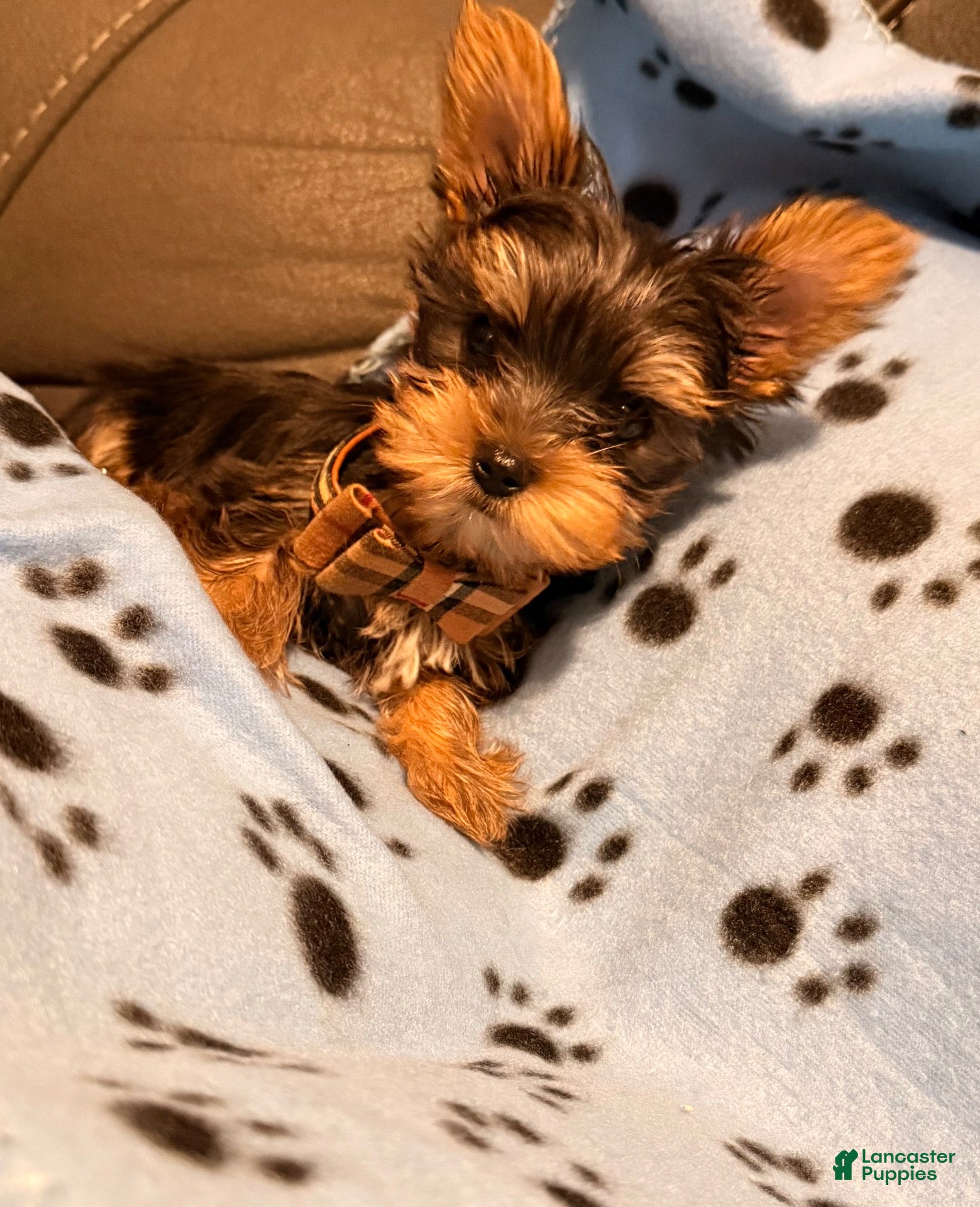 Yorkshire Terrier dogs Yorkshire Terrier 1 - Ad 15