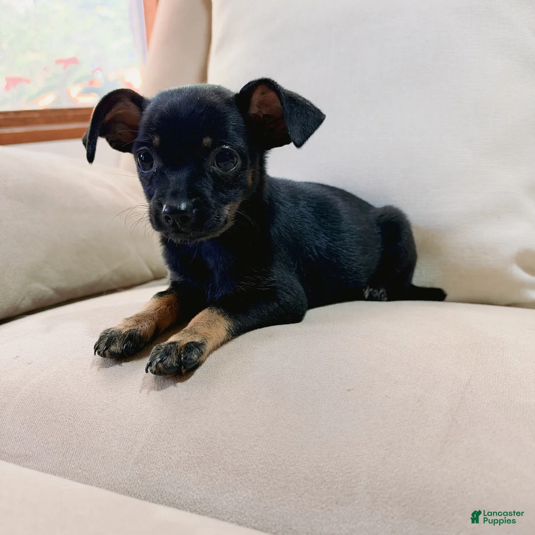 Chihuahua dogs for sale: Bella - Ad 5