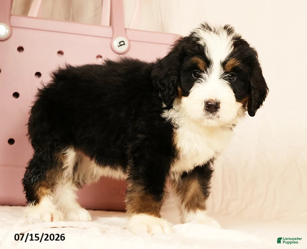 Bernedoodle dogs for sale: Sam - Ad 9