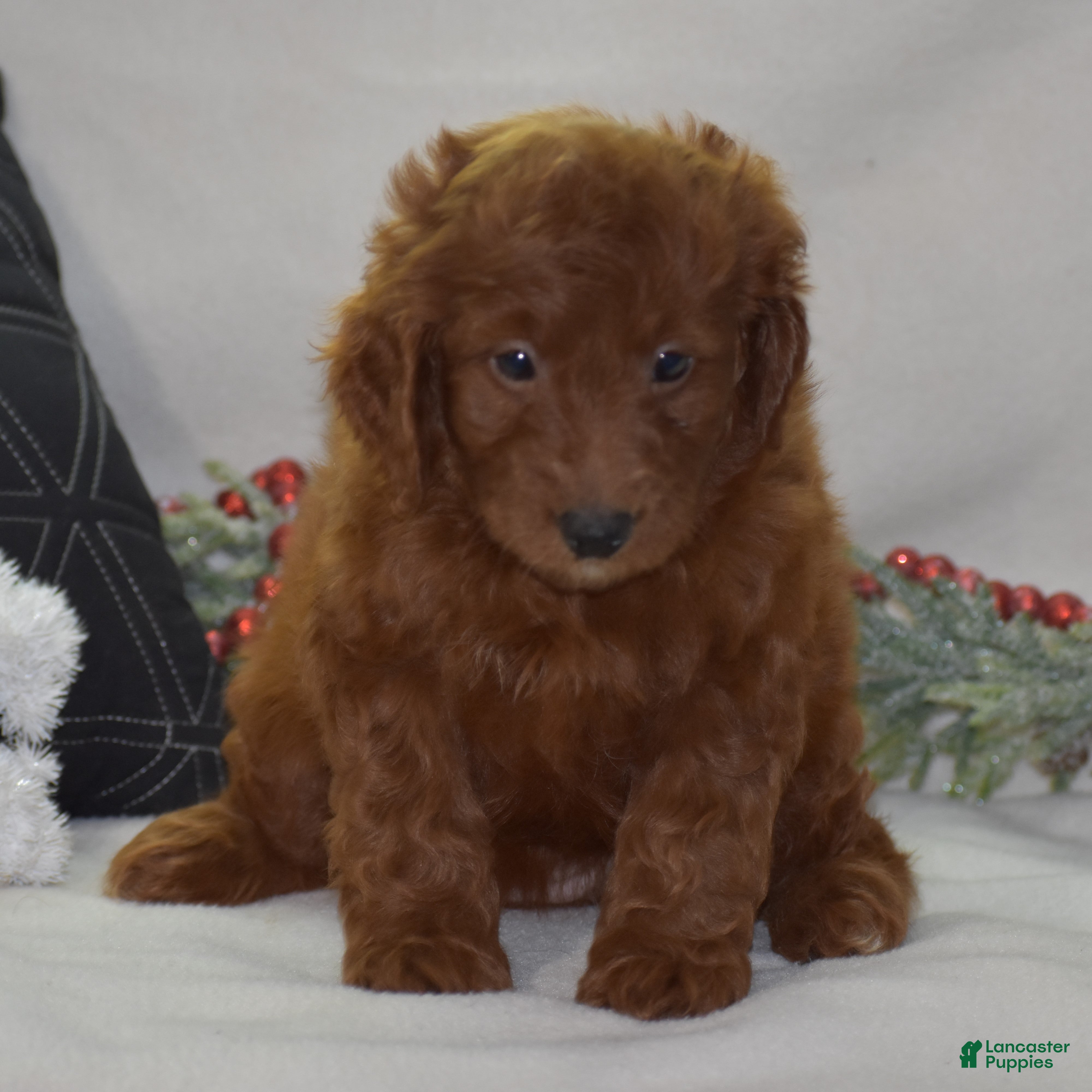 Mini Goldendoodle dogs Glory - Ad 5