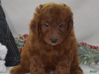 Mini Goldendoodle dogs Glory - Ad 5