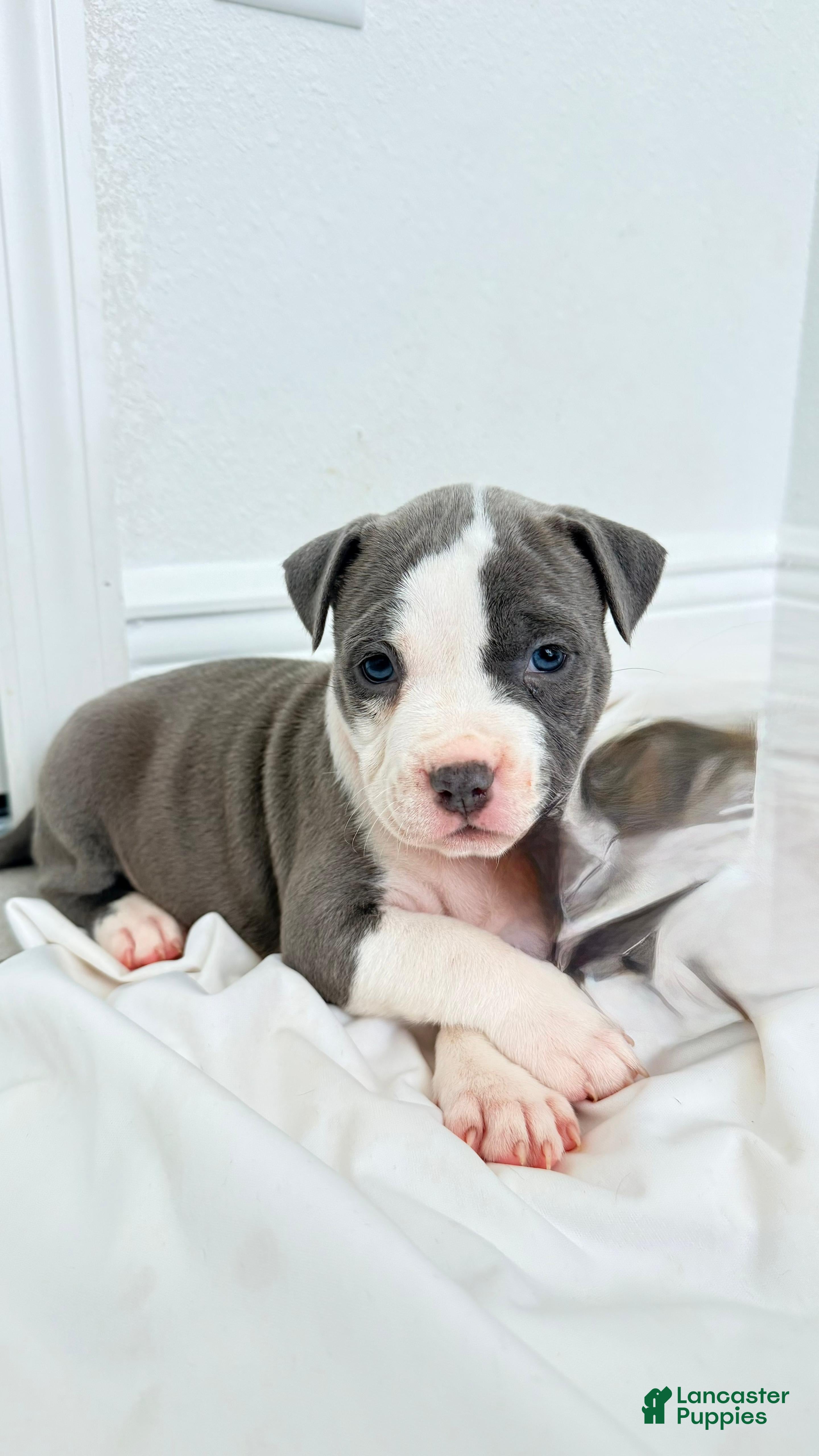 Mixed Breed dogs for sale: Green collar - Ad 4