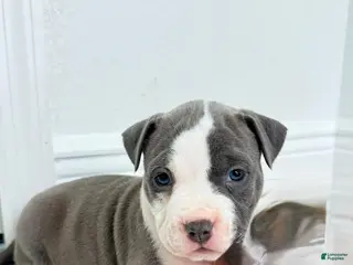 Mixed Breed dogs for sale: Green collar - Ad 4