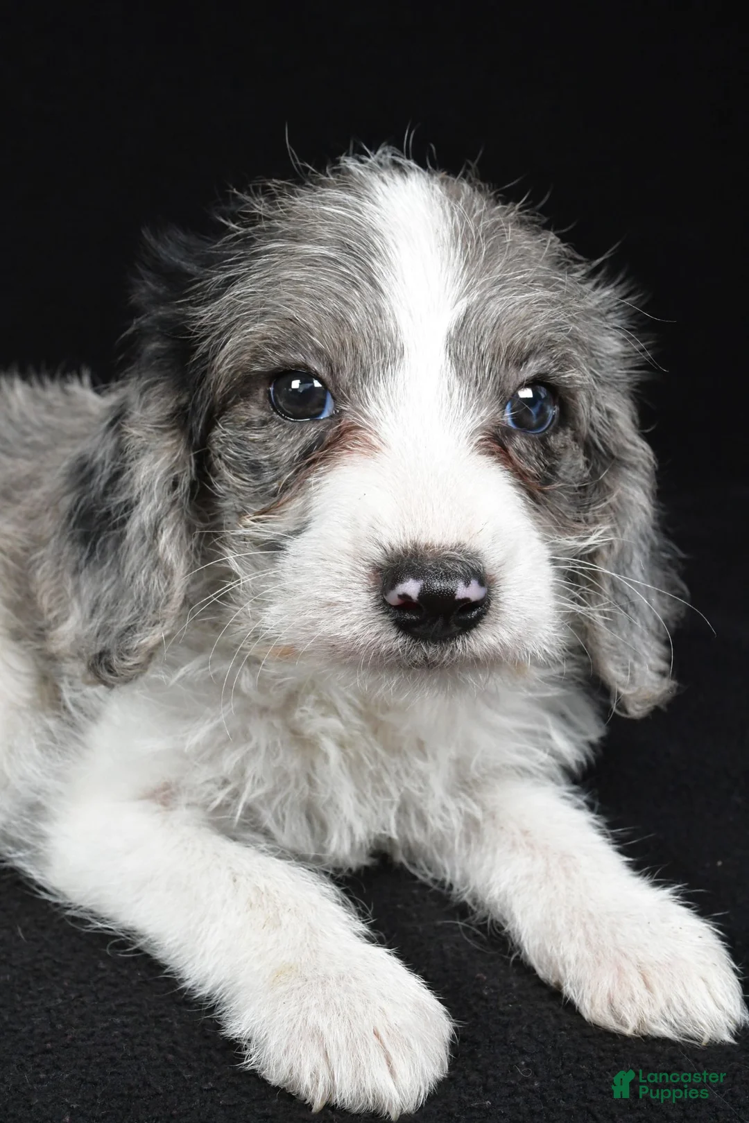 Mixed Breed dogs for sale: Milo - Ad 7