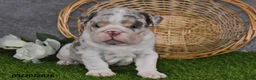 English Bulldog dogs for sale: Hunter - Ad 5