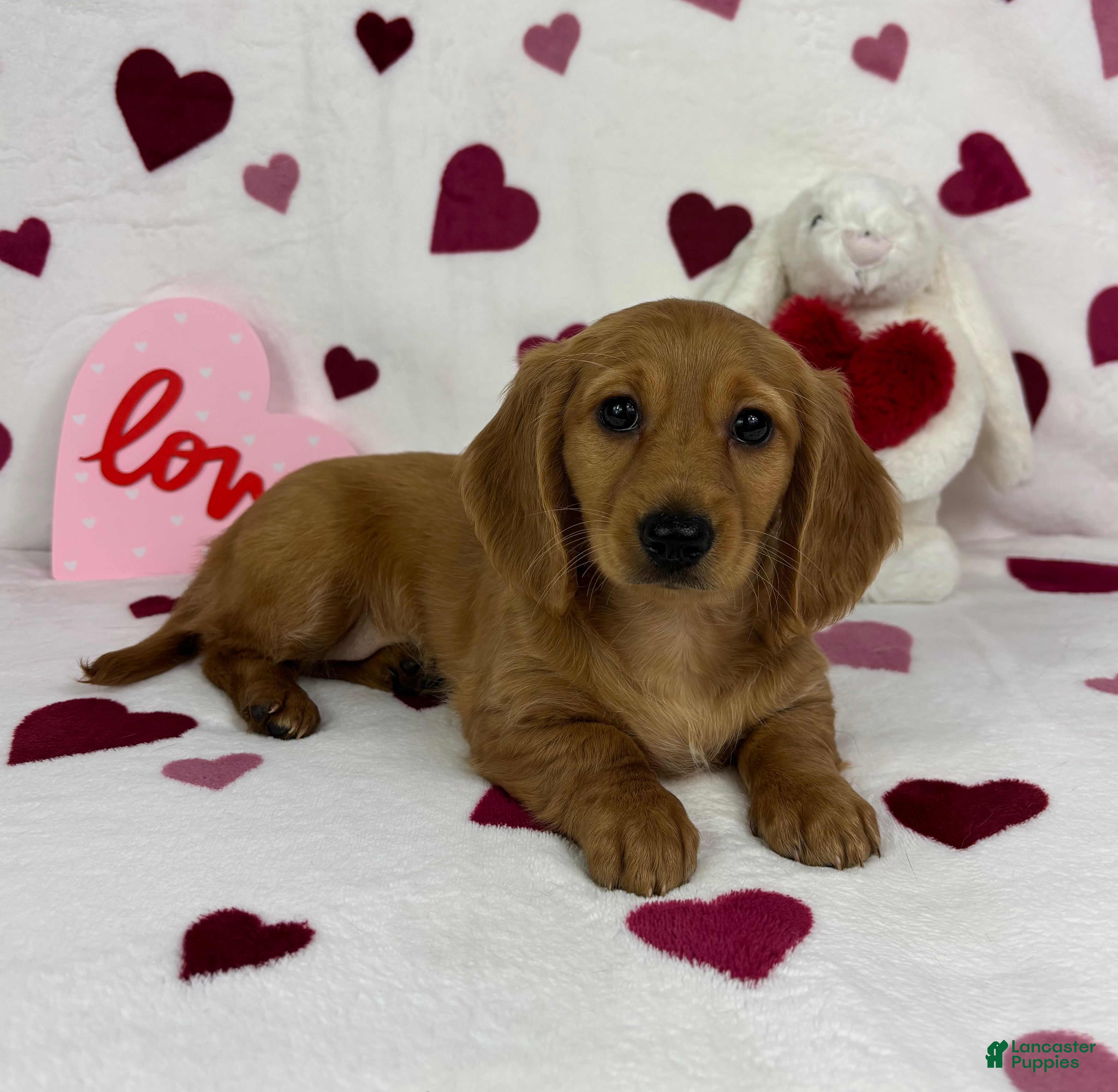 Miniature Dachshund dogs Dolly - Ad 14