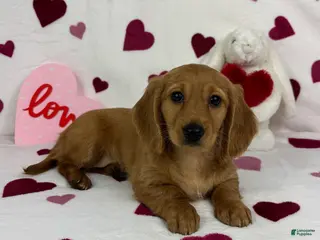 Miniature Dachshund dogs Dolly - Ad 14